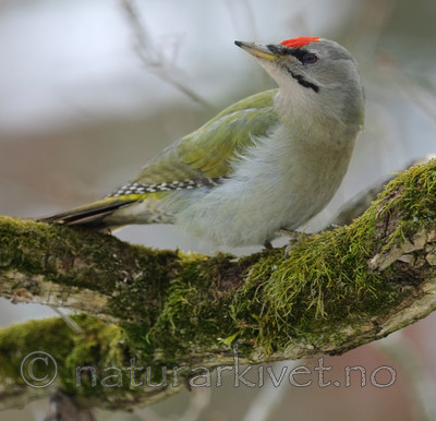 BB 08 0016 / Picus canus / Gråspett